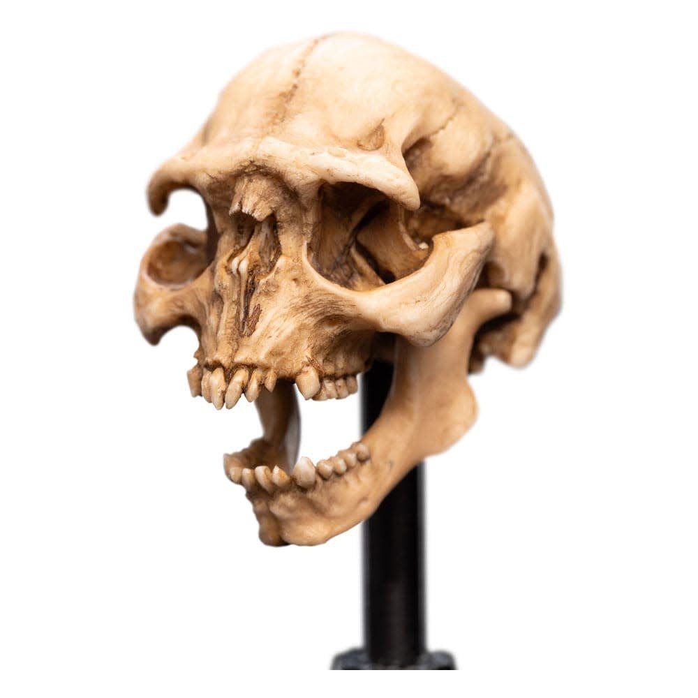 Lord of the Rings Mini Statue Skull of a Moria Orc 13 cm - Fans Geek Store