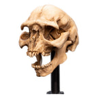 Lord of the Rings Mini Statue Skull of a Moria Orc 13 cm - Fans Geek Store