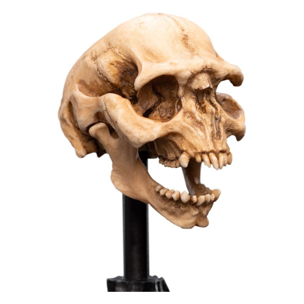 Lord of the Rings Mini Statue Skull of a Moria Orc 13 cm - Fans Geek Store