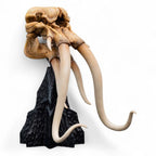 Lord of the Rings Mini Statue Skull of a Mumak - Fans Geek Store