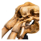 Lord of the Rings Mini Statue Skull of a Mumak - Fans Geek Store