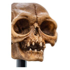 Lord of the Rings Mini Statue Skull of Gollum 13 cm - Fans Geek Store