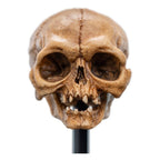 Lord of the Rings Mini Statue Skull of Gollum 13 cm - Fans Geek Store