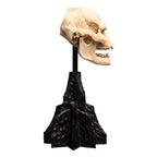Lord of the Rings Mini Statue Skull of Lurtz 14 cm - Fans Geek Store