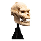 Lord of the Rings Mini Statue Skull of Lurtz 14 cm - Fans Geek Store