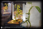 Fantastic Beasts - Magical creatures nr. 2 - Bowtruckle - Fans Geek Store