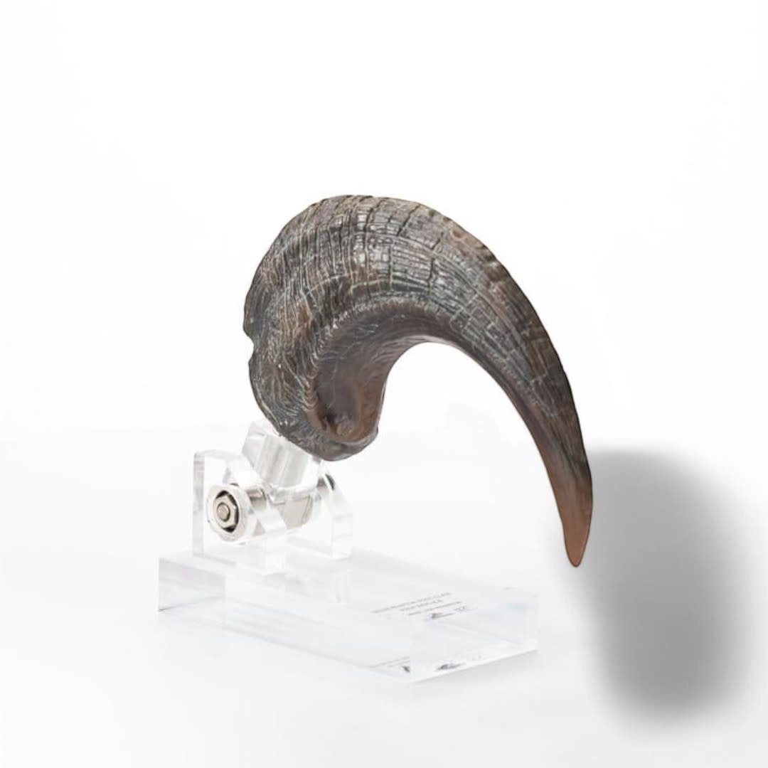 Jurassic Park ECC Elite Creature Line Statue Velociraptor Foot Claw Prop - Fans Geek Store