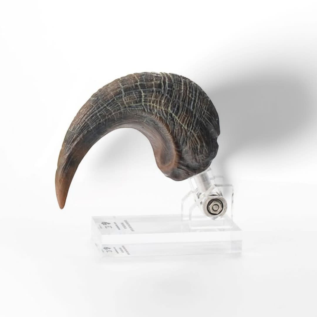 Jurassic Park ECC Elite Creature Line Statue Velociraptor Foot Claw Prop - Fans Geek Store