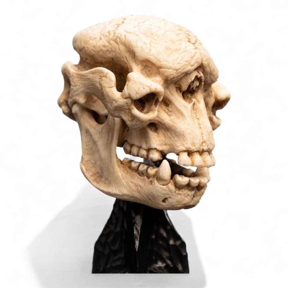 Lord of the Rings Mini Statue Skull of a Cave Troll 21 cm - Fans Geek Store
