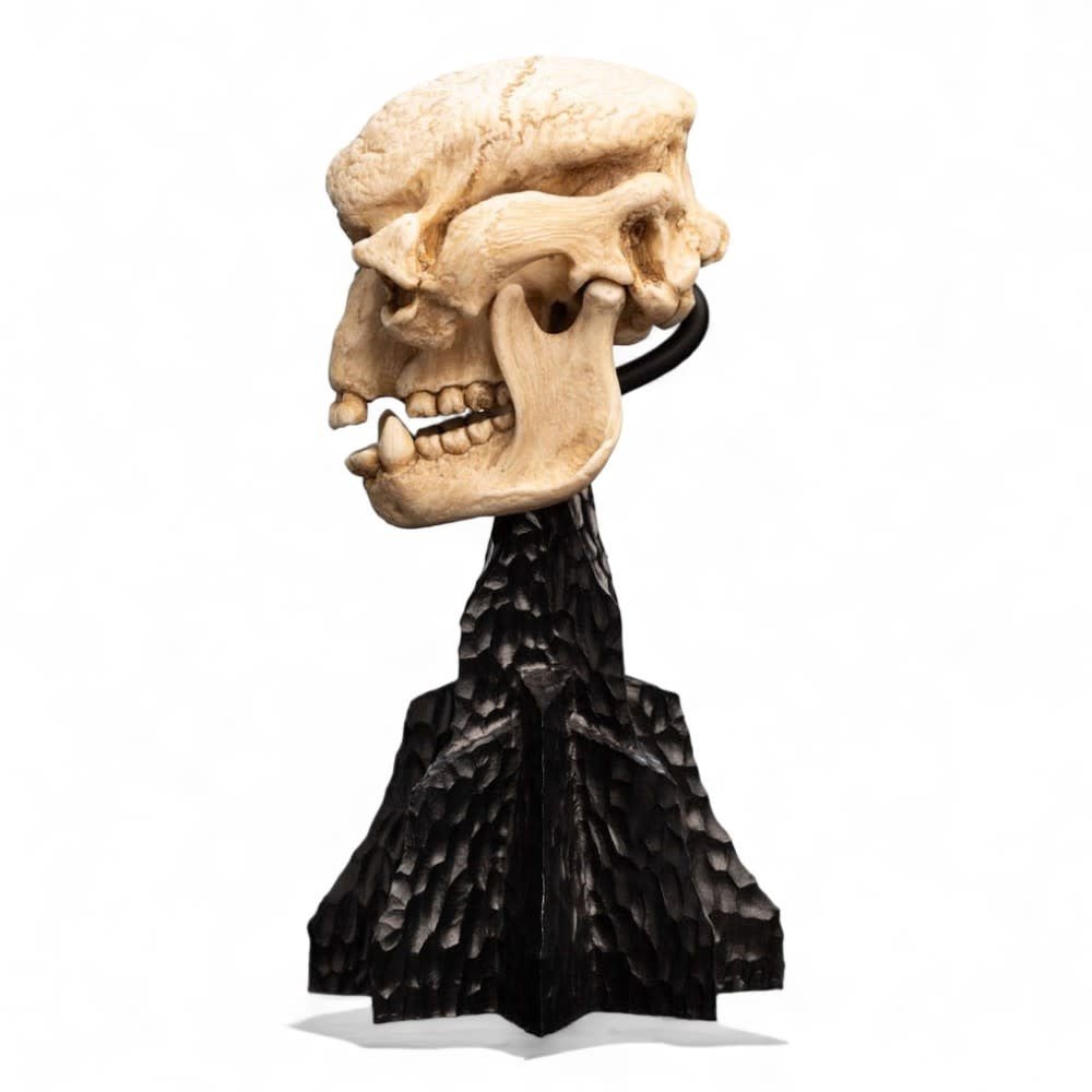 Lord of the Rings Mini Statue Skull of a Cave Troll 21 cm - Fans Geek Store