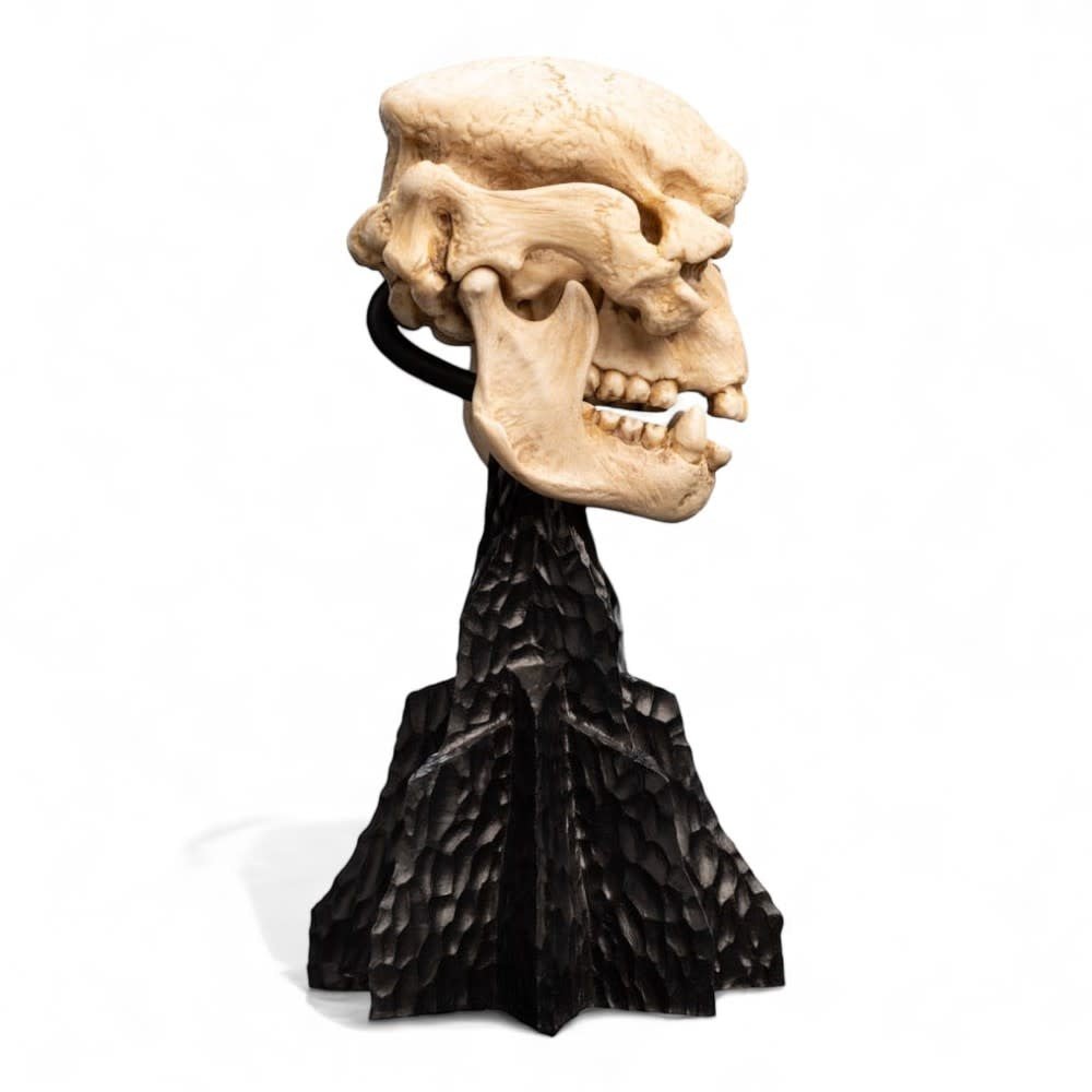 Lord of the Rings Mini Statue Skull of a Cave Troll 21 cm - Fans Geek Store