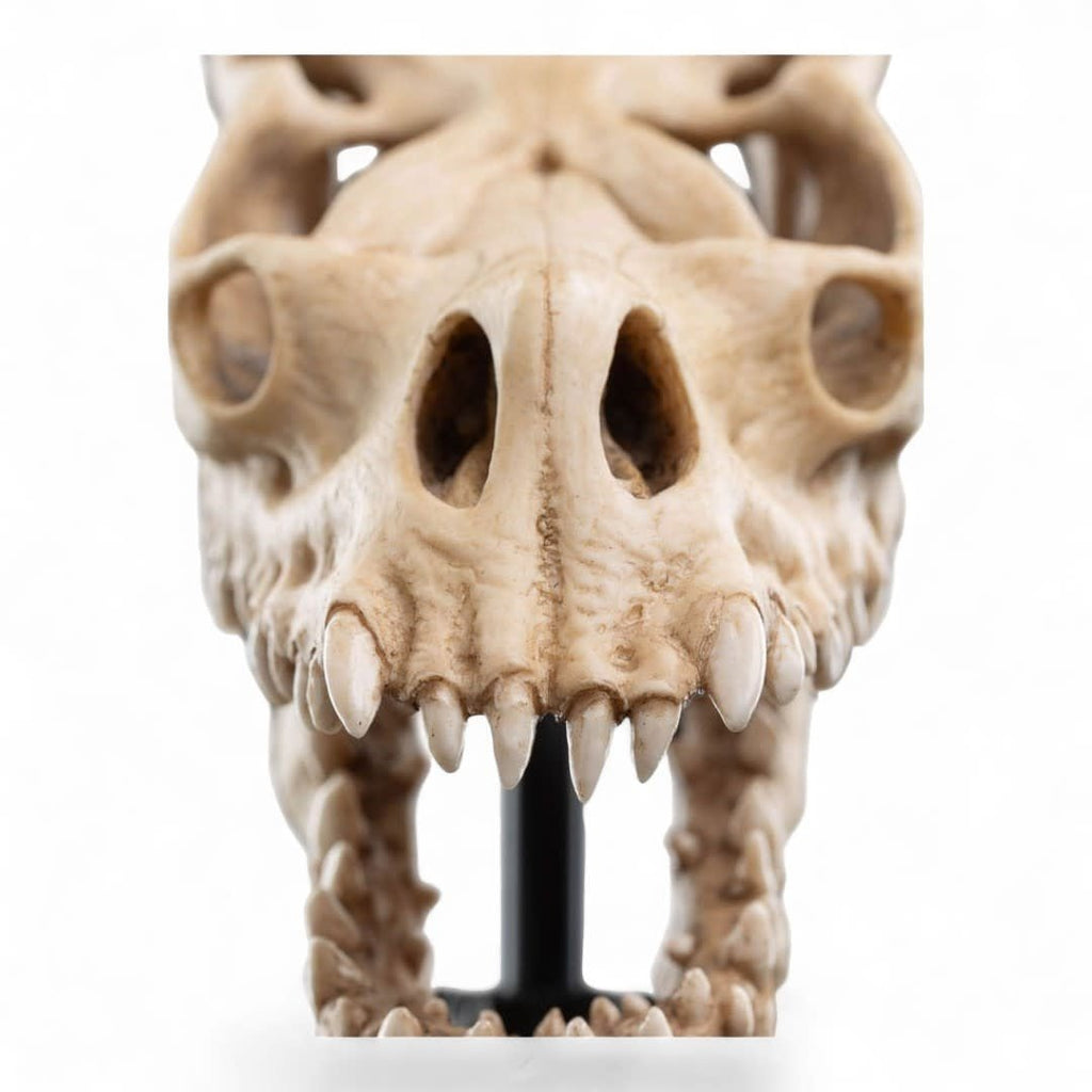 Lord of the Rings Mini Statue Skull of a Fell Beast 21 cm - Fans Geek Store
