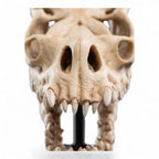 Lord of the Rings Mini Statue Skull of a Fell Beast 21 cm - Fans Geek Store