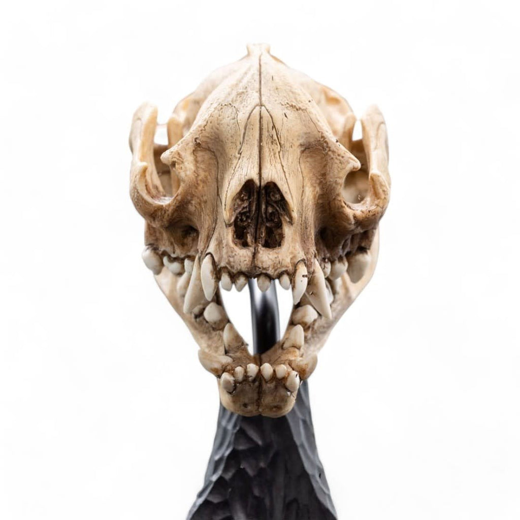 Lord of the Rings Mini Statue Skull of a Warg 20 cm - Fans Geek Store