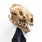 Lord of the Rings Mini Statue Skull of a Warg 20 cm - Fans Geek Store