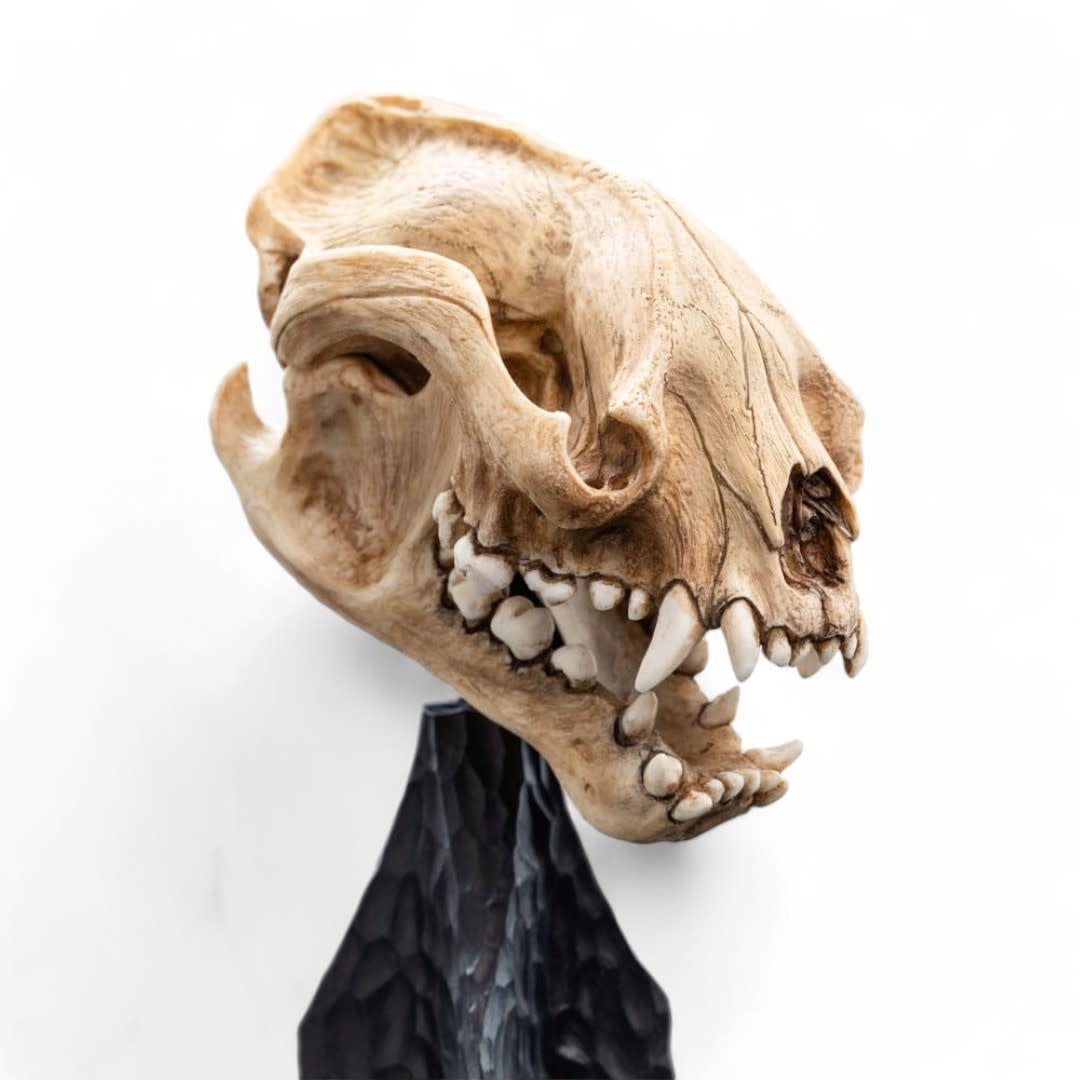 Lord of the Rings Mini Statue Skull of a Warg 20 cm - Fans Geek Store