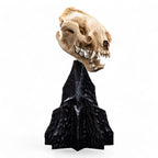 Lord of the Rings Mini Statue Skull of a Warg 20 cm - Fans Geek Store