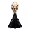 Lord of the Rings Mini Statue Skull of a Warg 20 cm - Fans Geek Store