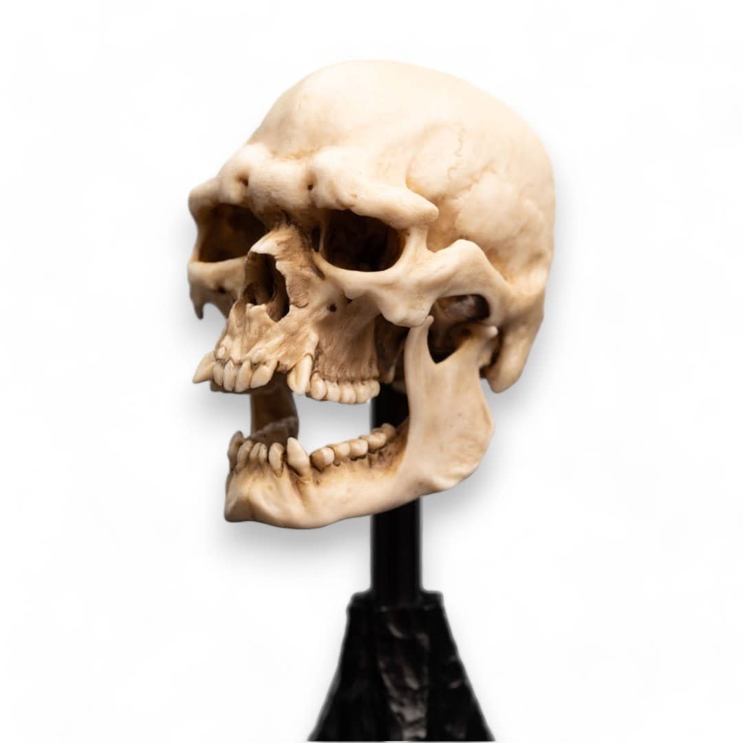 Lord of the Rings Mini Statue Skull of a Mordor Orc 14 cm - Fans Geek Store