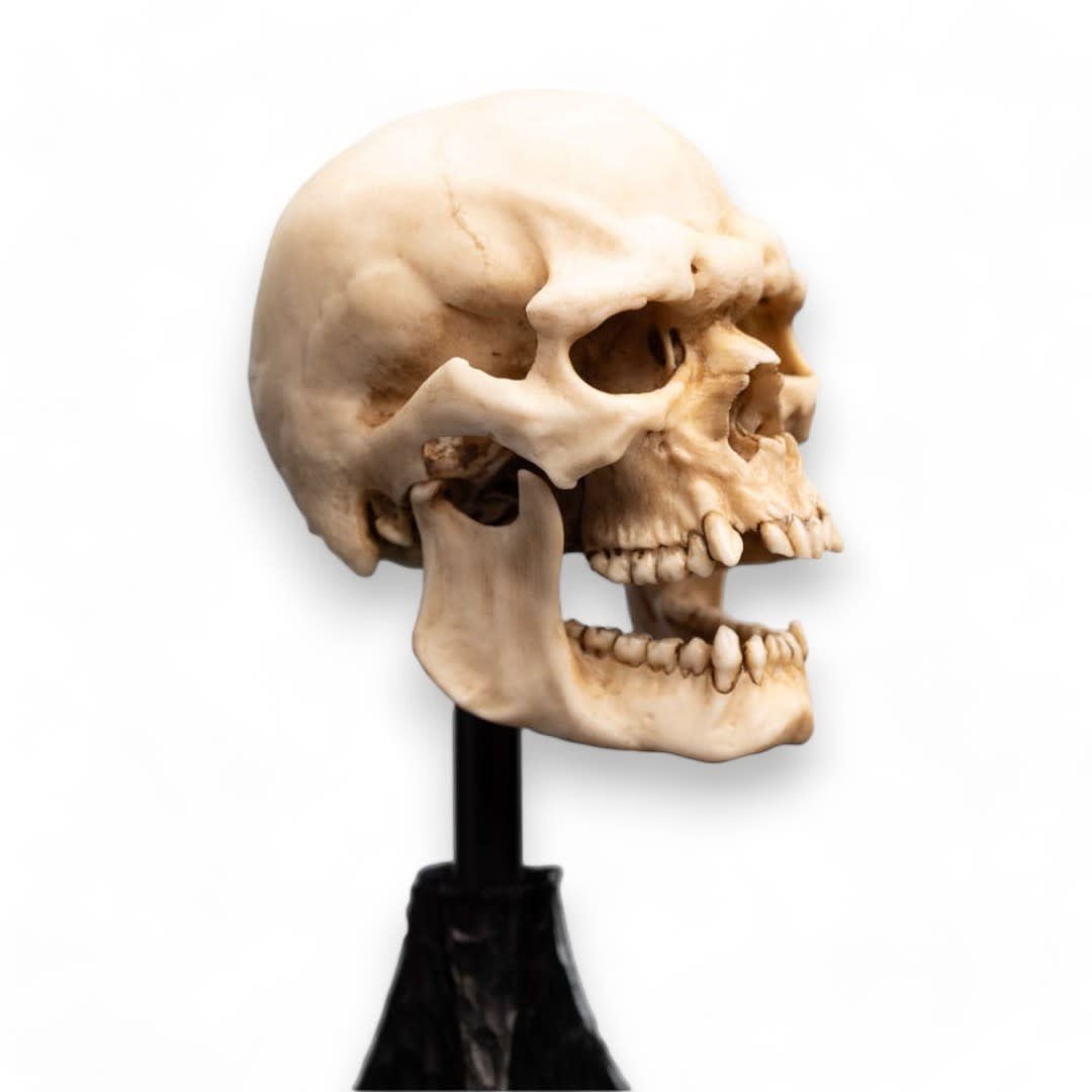 Lord of the Rings Mini Statue Skull of a Mordor Orc 14 cm - Fans Geek Store