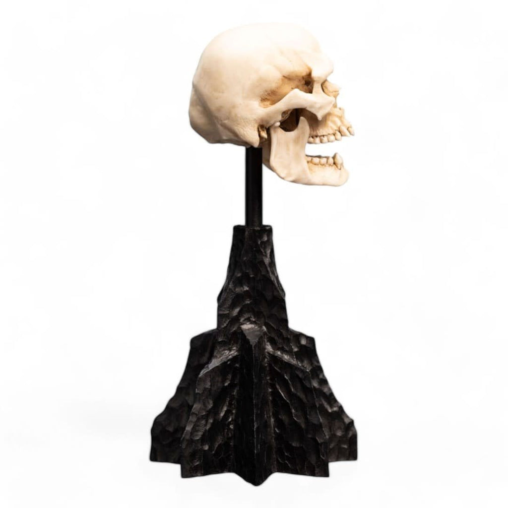 Lord of the Rings Mini Statue Skull of a Mordor Orc 14 cm - Fans Geek Store