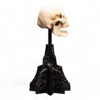 Lord of the Rings Mini Statue Skull of a Mordor Orc 14 cm - Fans Geek Store