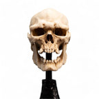 Lord of the Rings Mini Statue Skull of a Mordor Orc 14 cm - Fans Geek Store