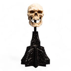 Lord of the Rings Mini Statue Skull of a Mordor Orc 14 cm - Fans Geek Store